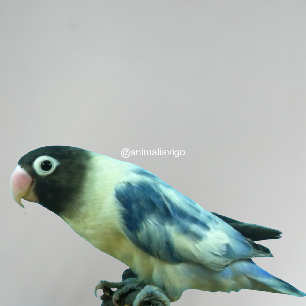 AGAPORNI PERSONATA ARLEQUIN LINEA AZUL MACHO