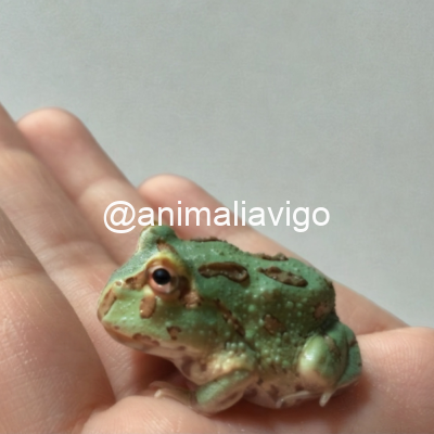 RANA PACMAN VERDE BABY