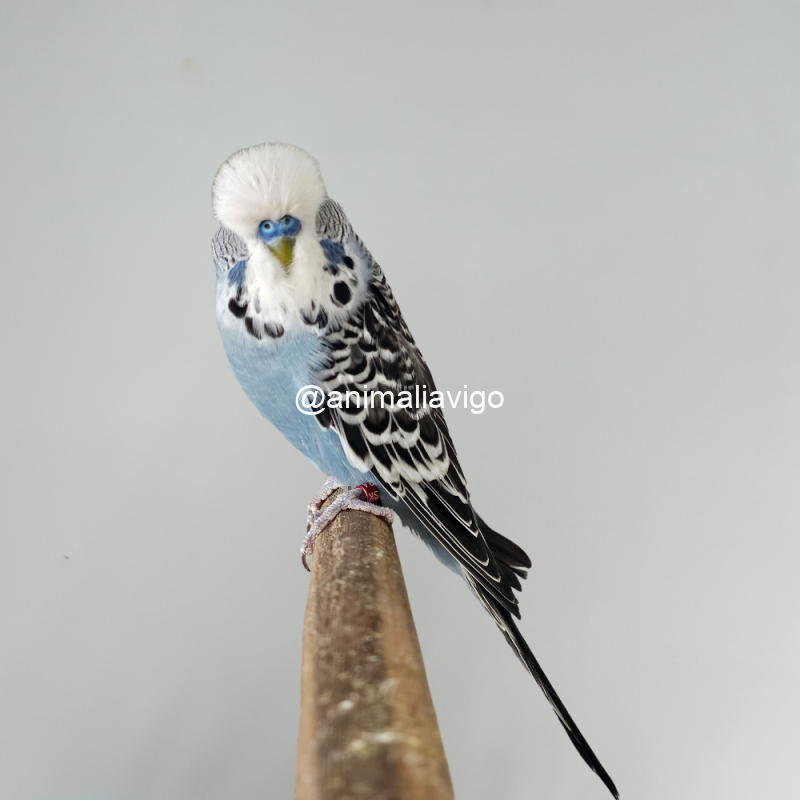 PERIQUITO INGLES SURTIDO MACHO - Imagen 3