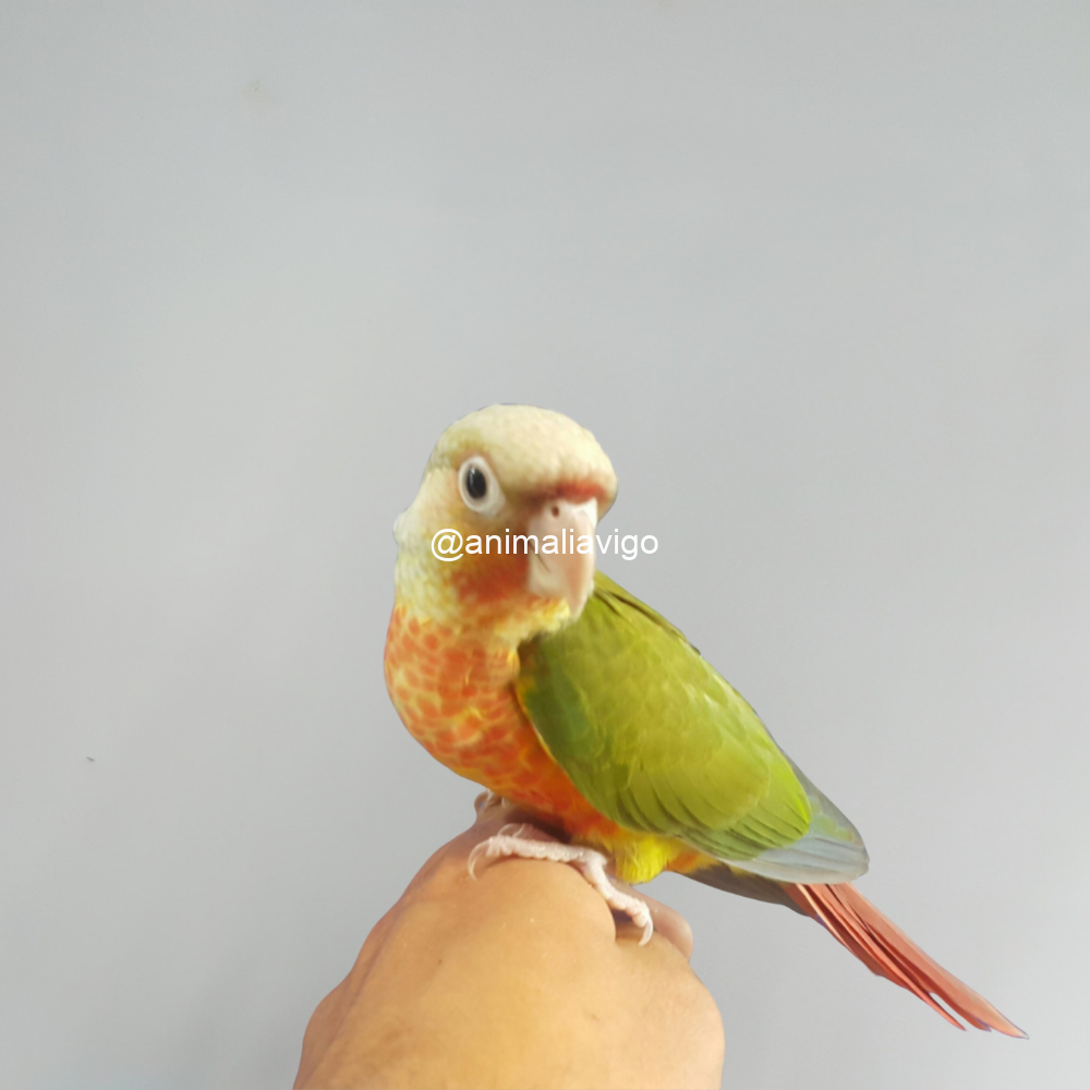 PYRRHURA PIÑA MACHO