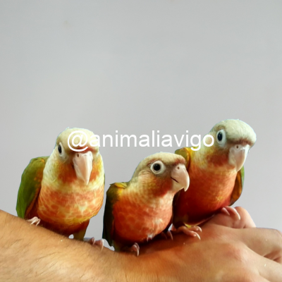 PYRRHURA PIÑA HEMBRA