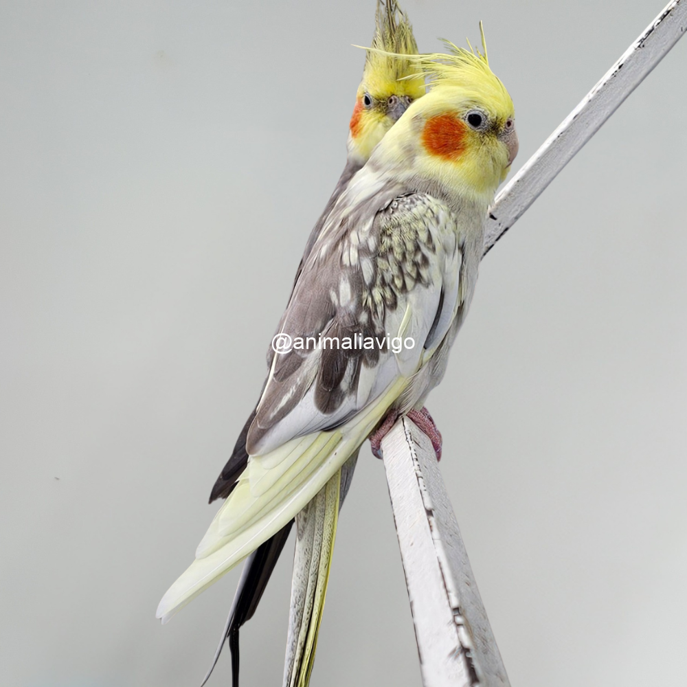 NINFA ARLE PERLA O C.B ARLE PERLA HEMBRA - Imagen 3