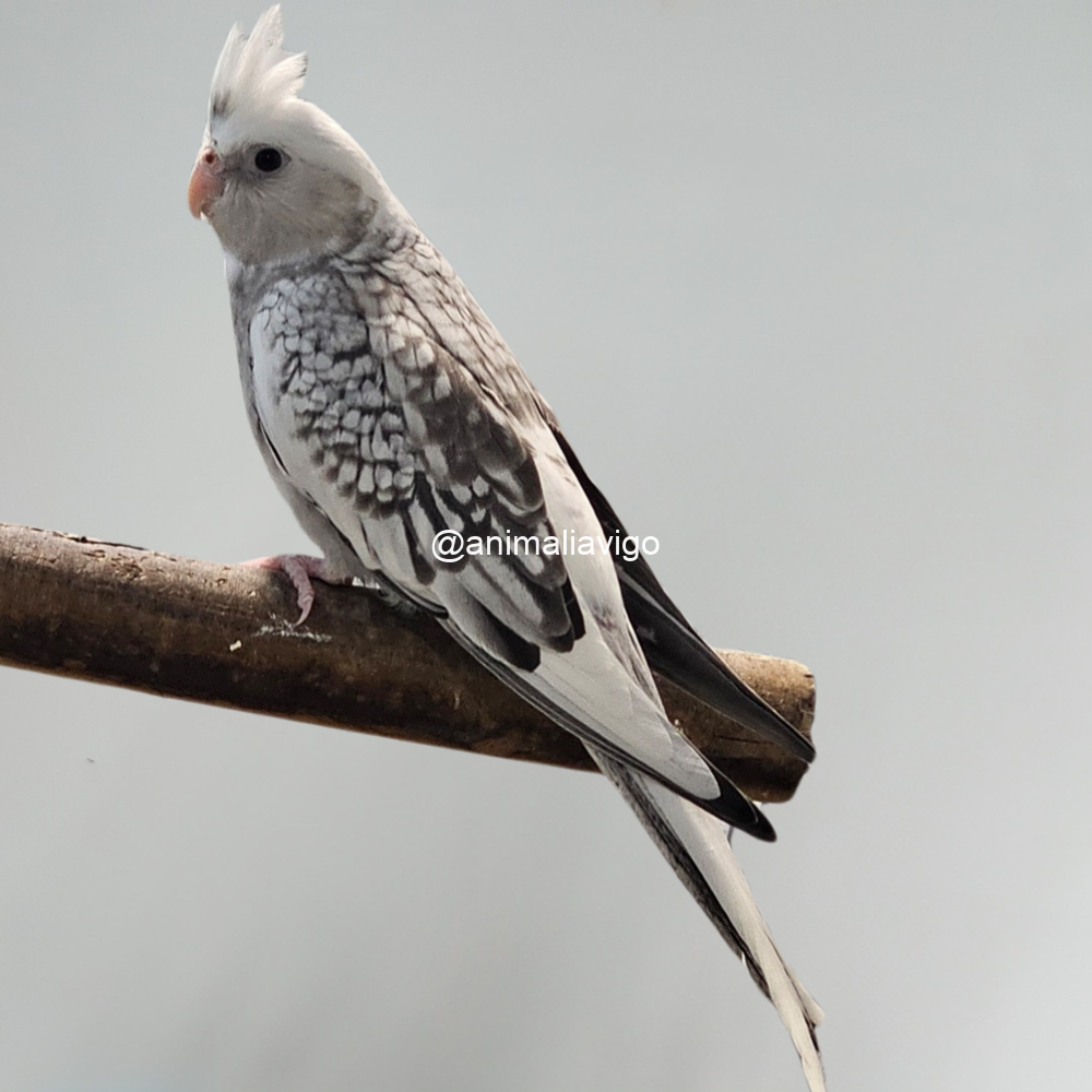 NINFA ARLE PERLA O C.B ARLE PERLA HEMBRA