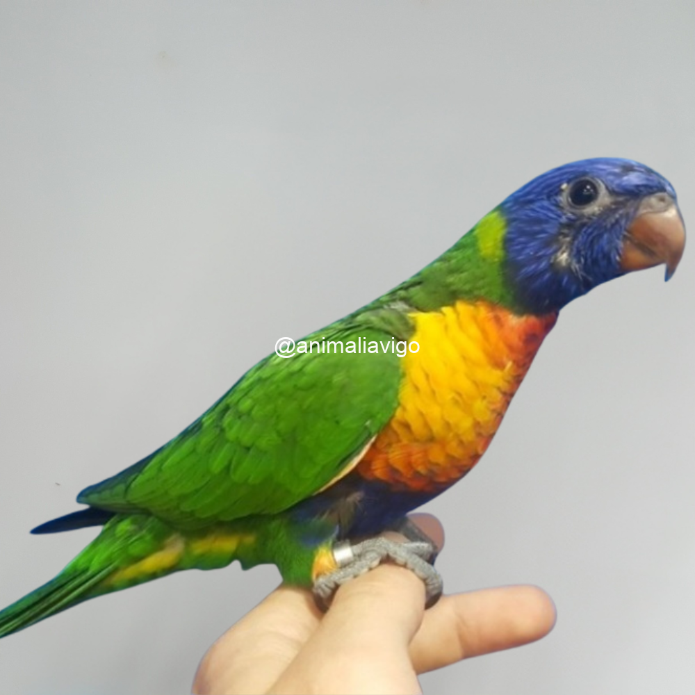 LORO ARCOIRIS PAPILLERO