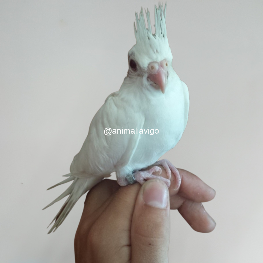 NINFA ALBINA PAPILLERA