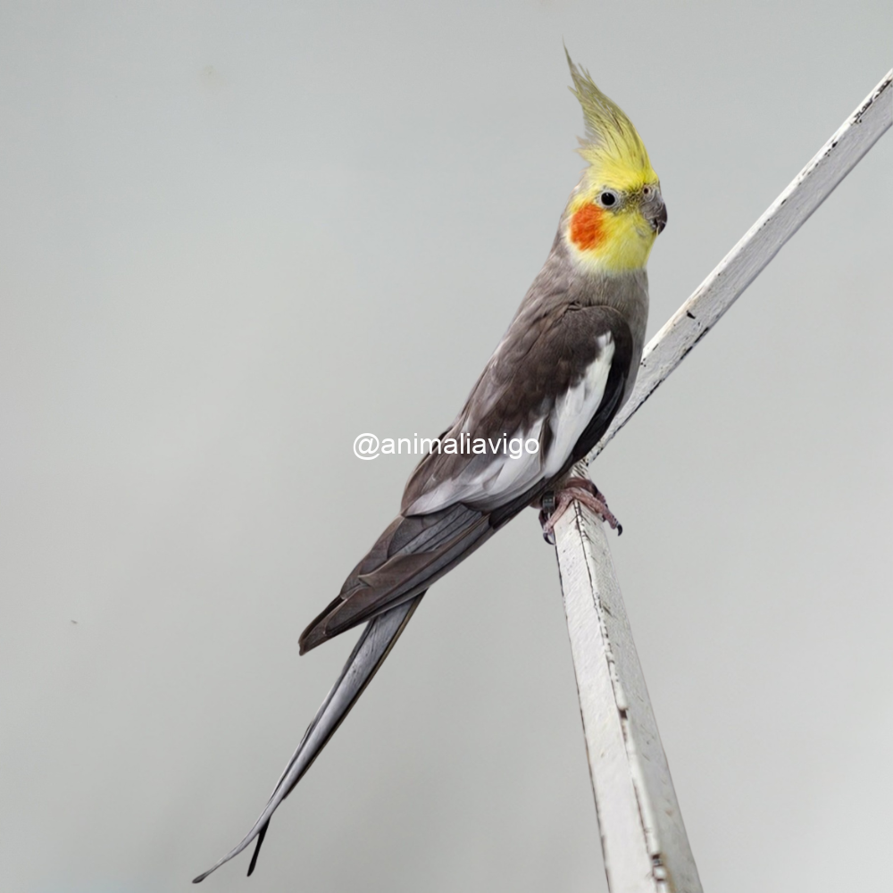 NINFA ANCESTRAL O PERLADA MACHO