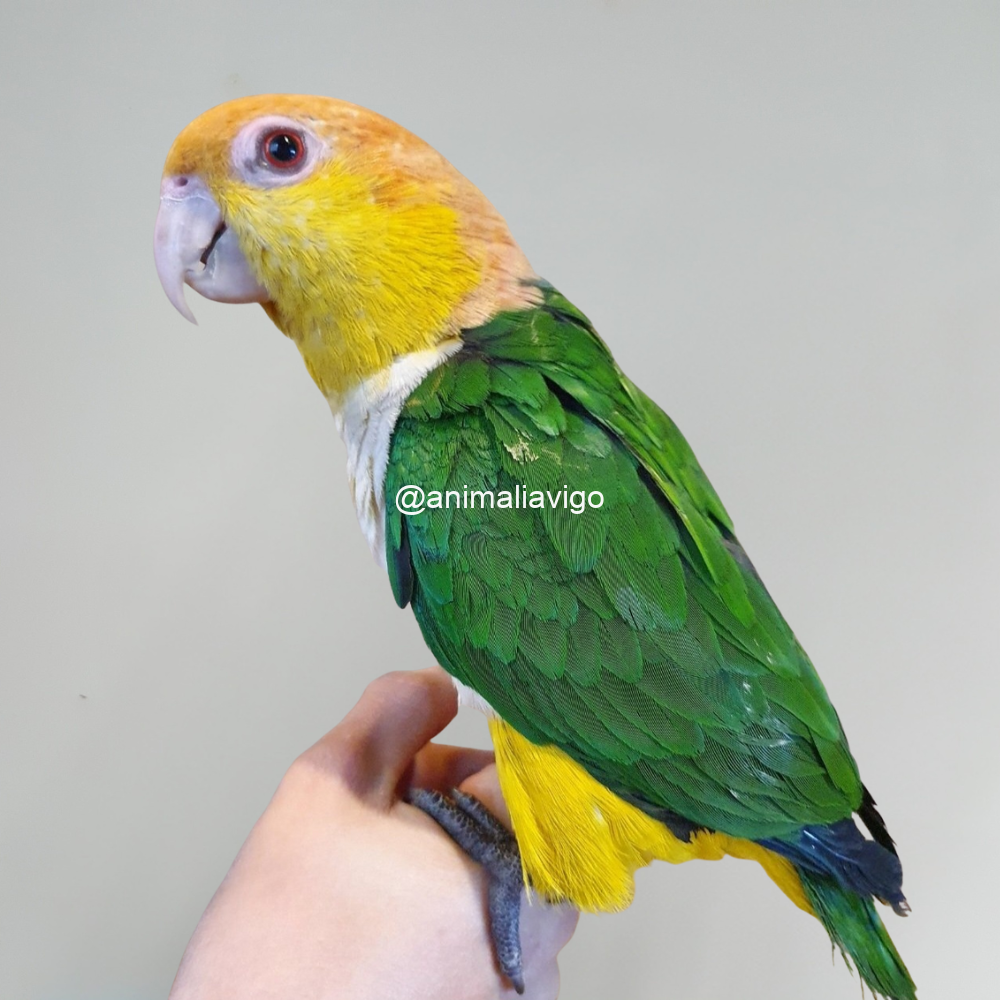 CAIQUE CABEZA NARANJA PAPILLERO