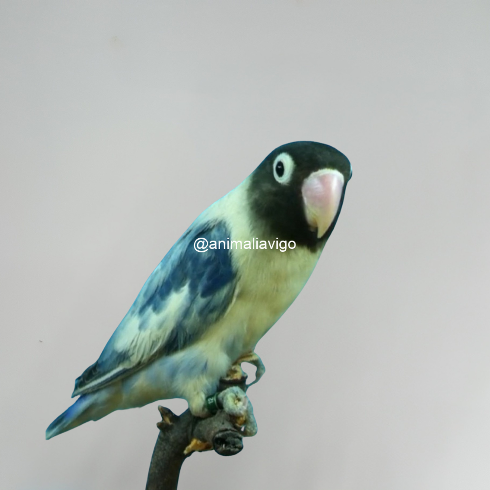 AGAPORNI PERSONATA ARLEQUIN LINEA AZUL HEMBRA