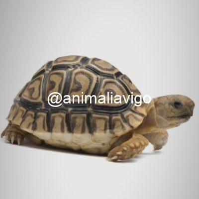 TORTUGA PARDALIS DE 4 A 6 CM