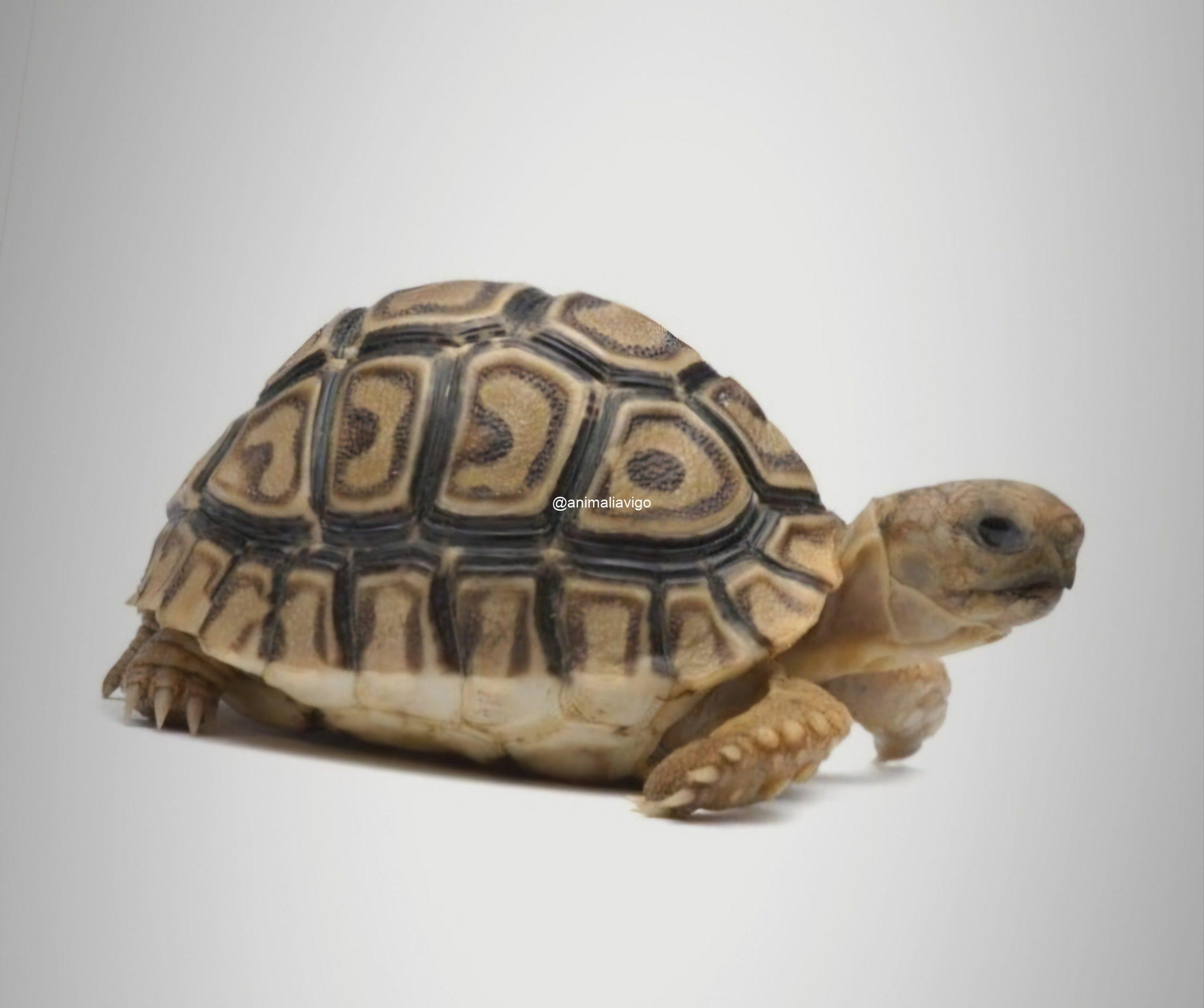 TORTUGA PARDALIS DE 4 A 6 CM