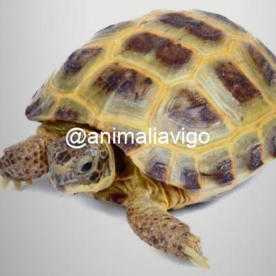 TORTUGA RUSA 10 A 12 CM HEMBRA