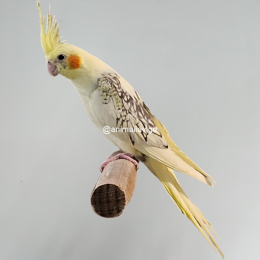 NINFA ARLE PERLA O C.B ARLE PERLA HEMBRA - Imagen 2