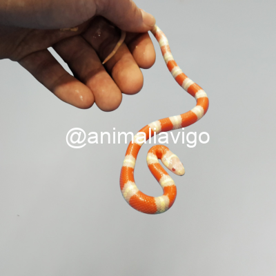 FALSA CORAL ALBINA JUNIOR