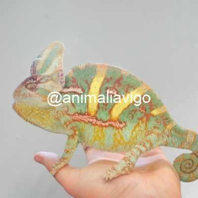 CAMALEON CALYPTRATUS ADULTO