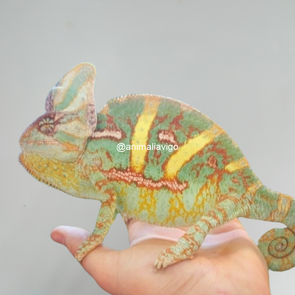 CAMALEON CALYPTRATUS ADULTO