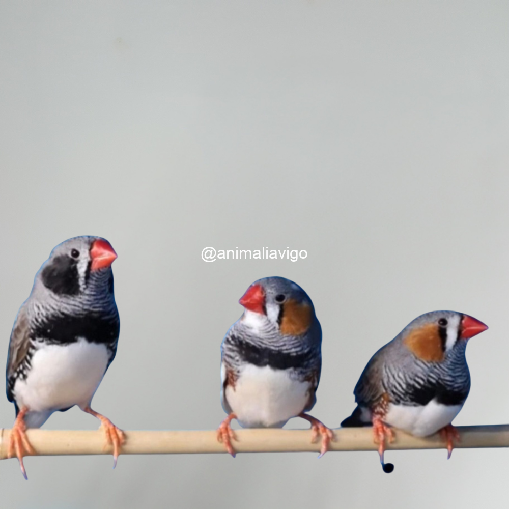 DIAMANTE MANDARIN SURTIDO MACHO