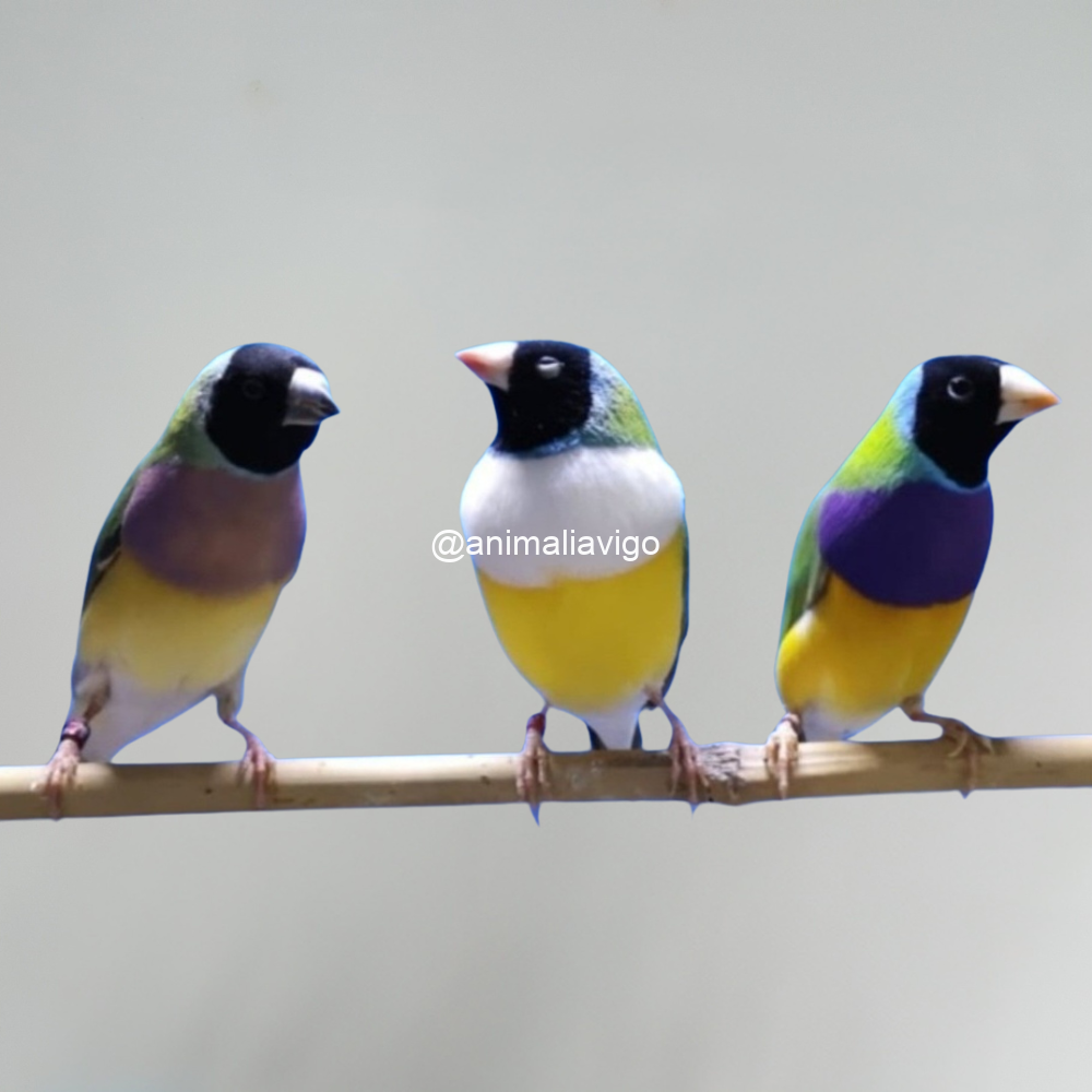DIAMANTE DE GOULD SURTIDO HEMBRA