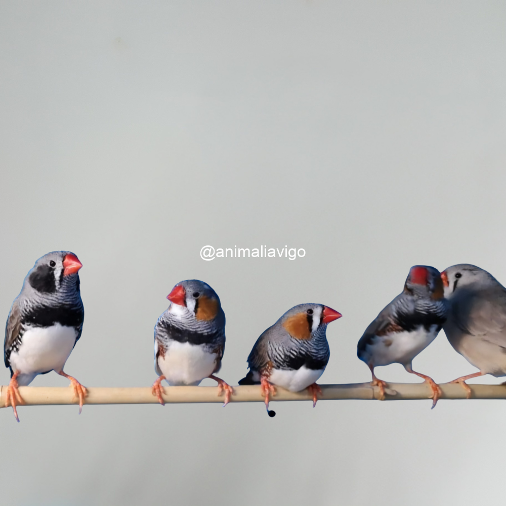 DIAMANTE MANDARIN SURTIDO HEMBRA