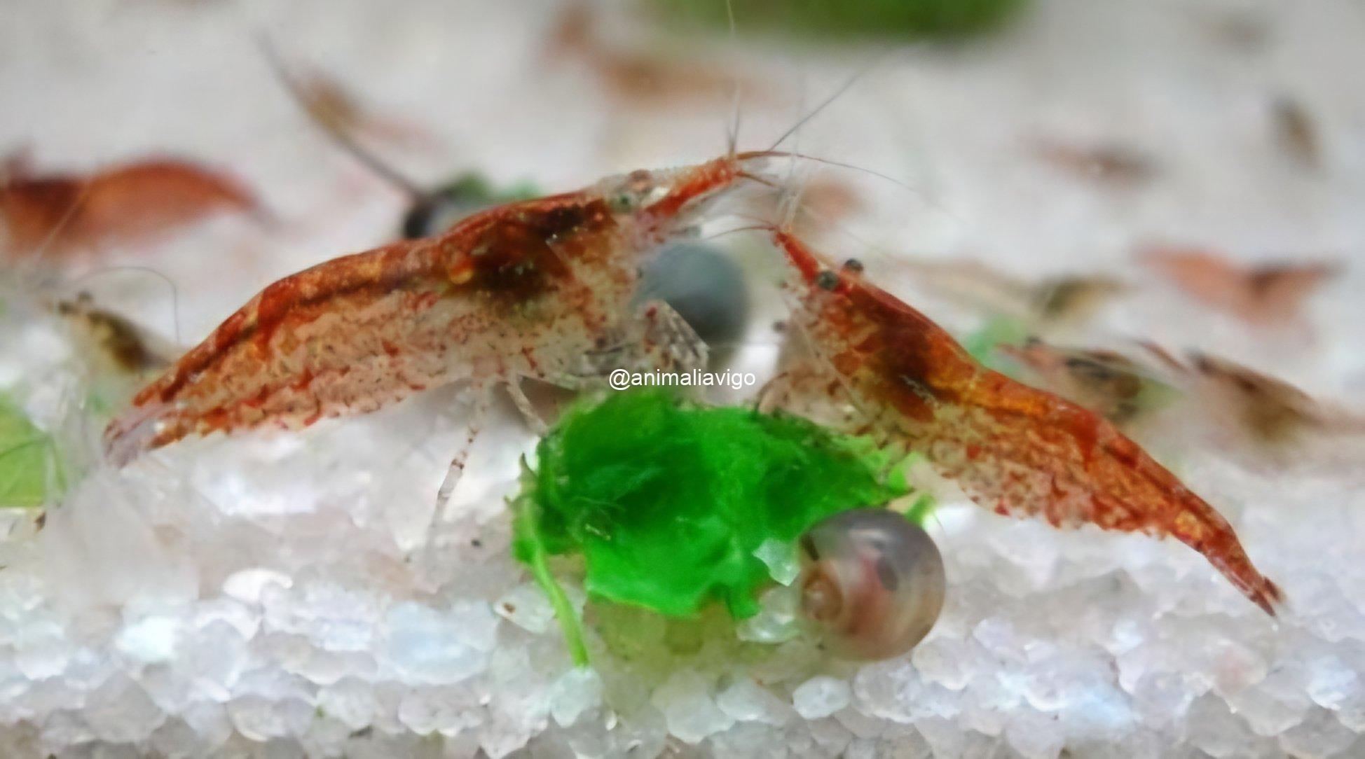NEOCARIDINA GAMBA ROJA