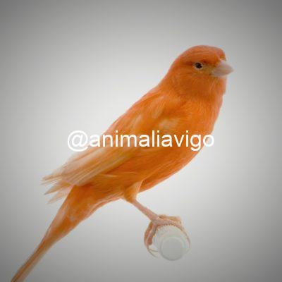 CANARIO SURTIDO MACHO