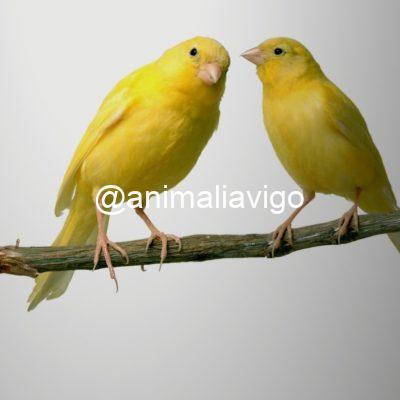 CANARIO SURTIDO HEMBRA