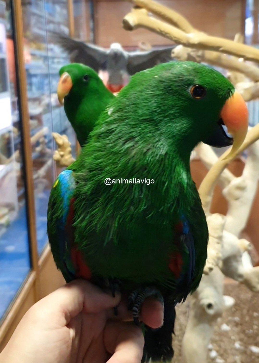 ECLECTUS PAPILLERO MACHO - Imagen 3