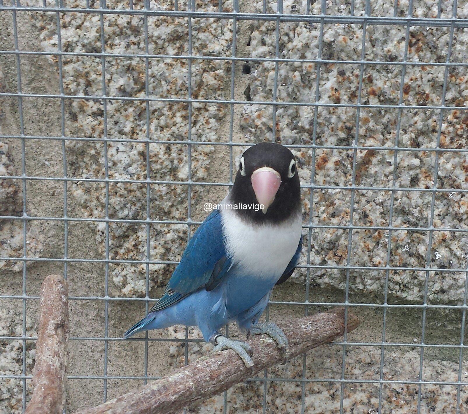 AGAPORNI PERSONATA LINEA AZUL MACHO - Imagen 3