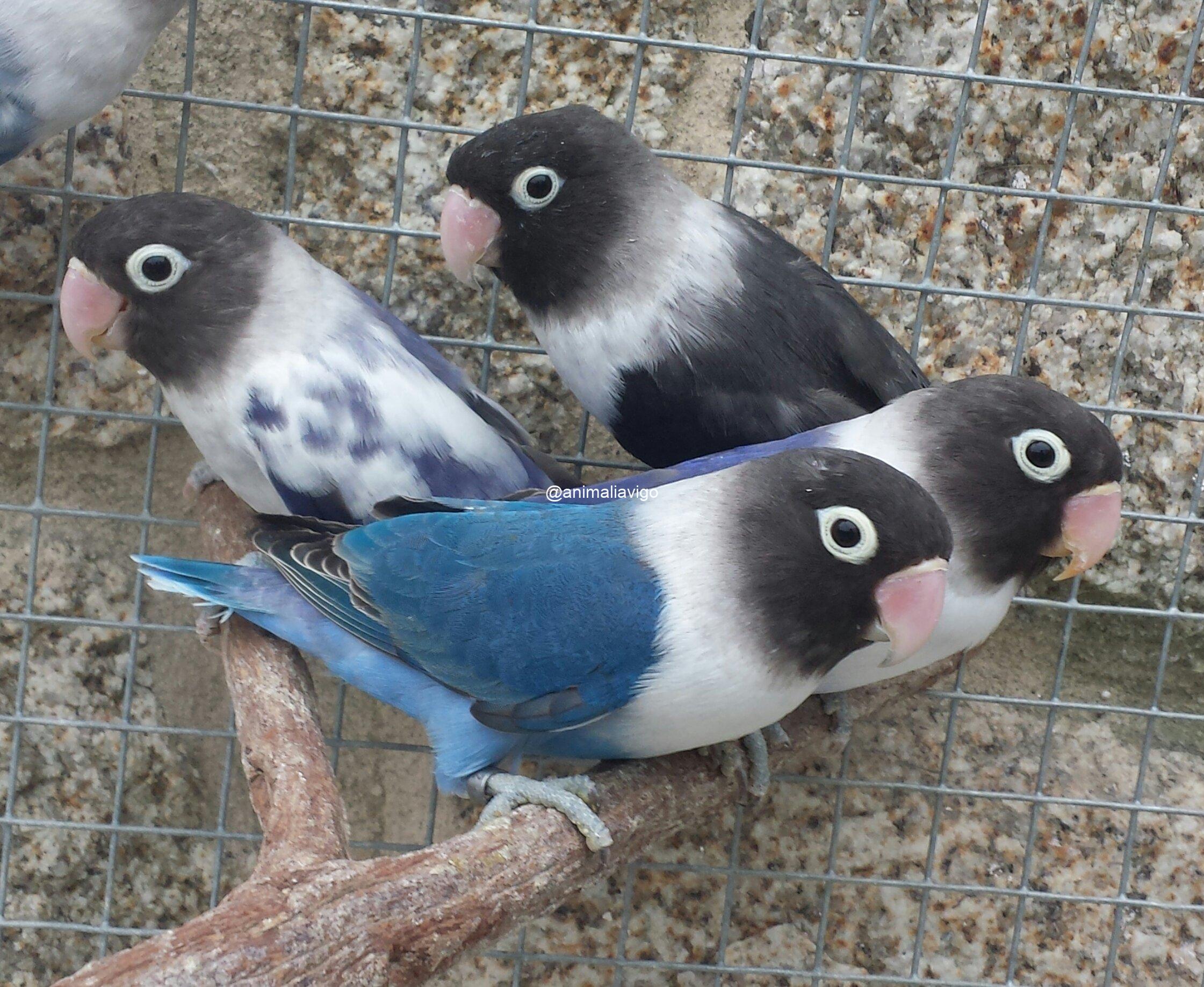 AGAPORNI PERSONATA LINEA AZUL MACHO - Imagen 2