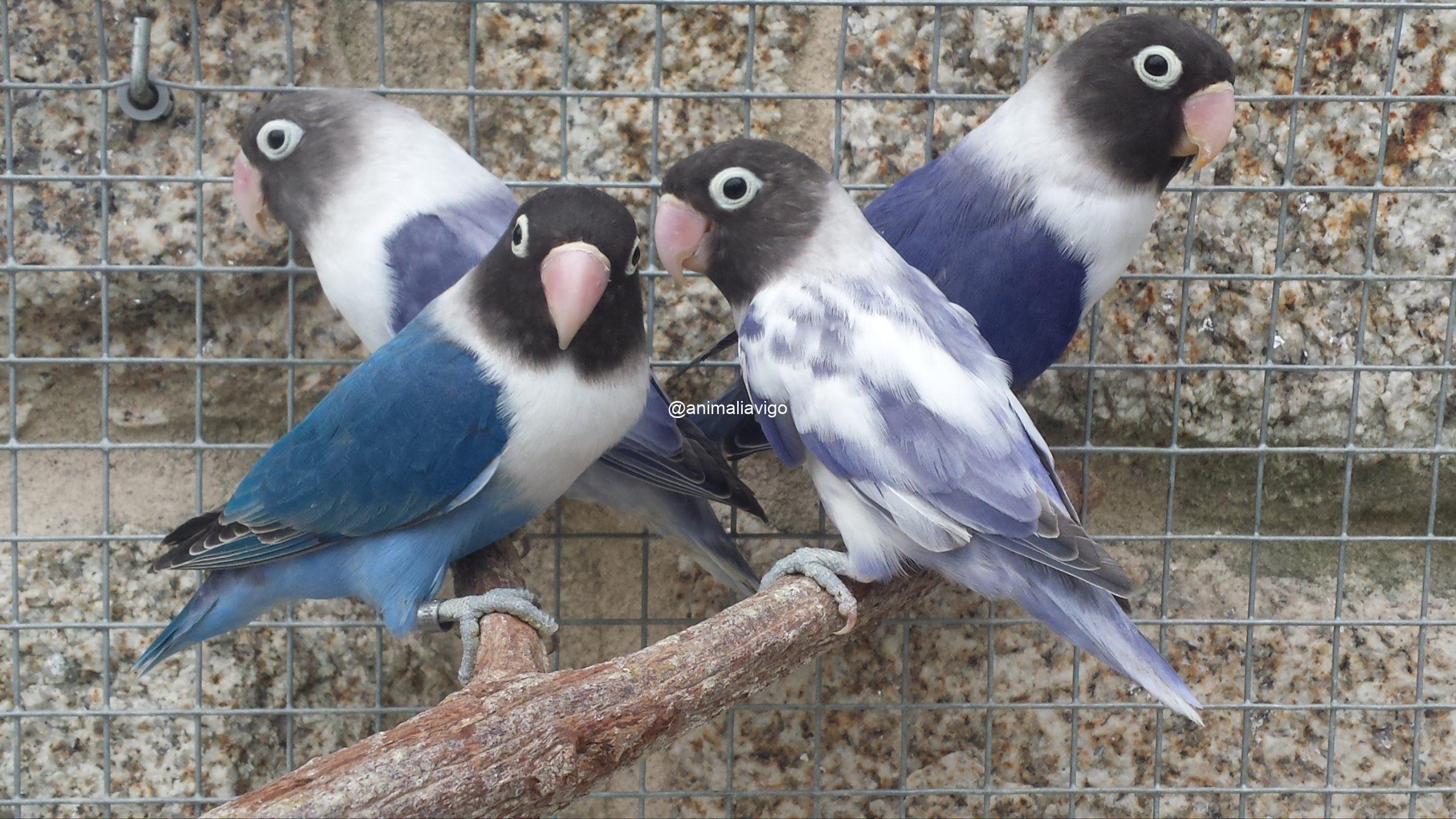 AGAPORNI PERSONATA LINEA AZUL MACHO - Imagen 4