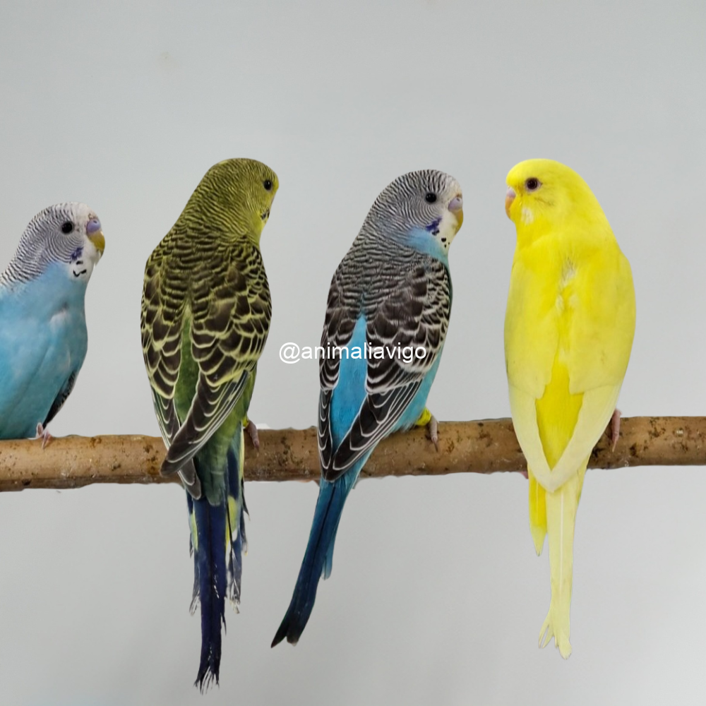 PERIQUITO SURTIDO HEMBRA