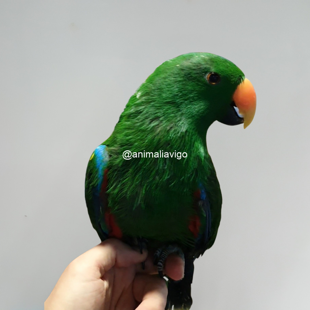ECLECTUS PAPILLERO MACHO