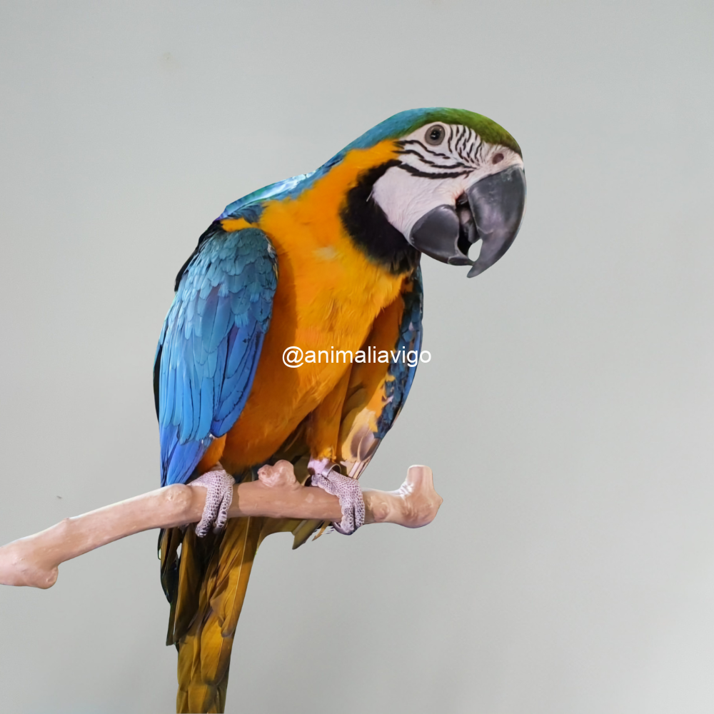 GUACAMAYO AZUL Y AMARILLO PAPILLERO