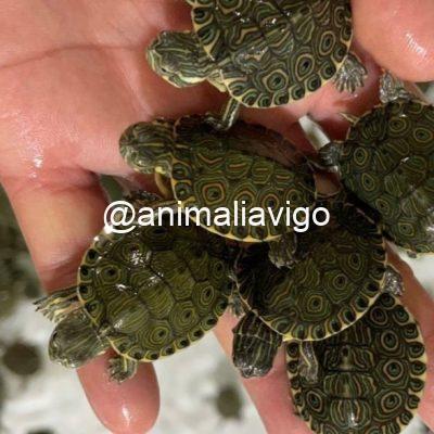 TORTUGA DE AGUA SURTIDA BABY