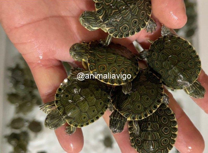 TORTUGA DE AGUA SURTIDA BABY