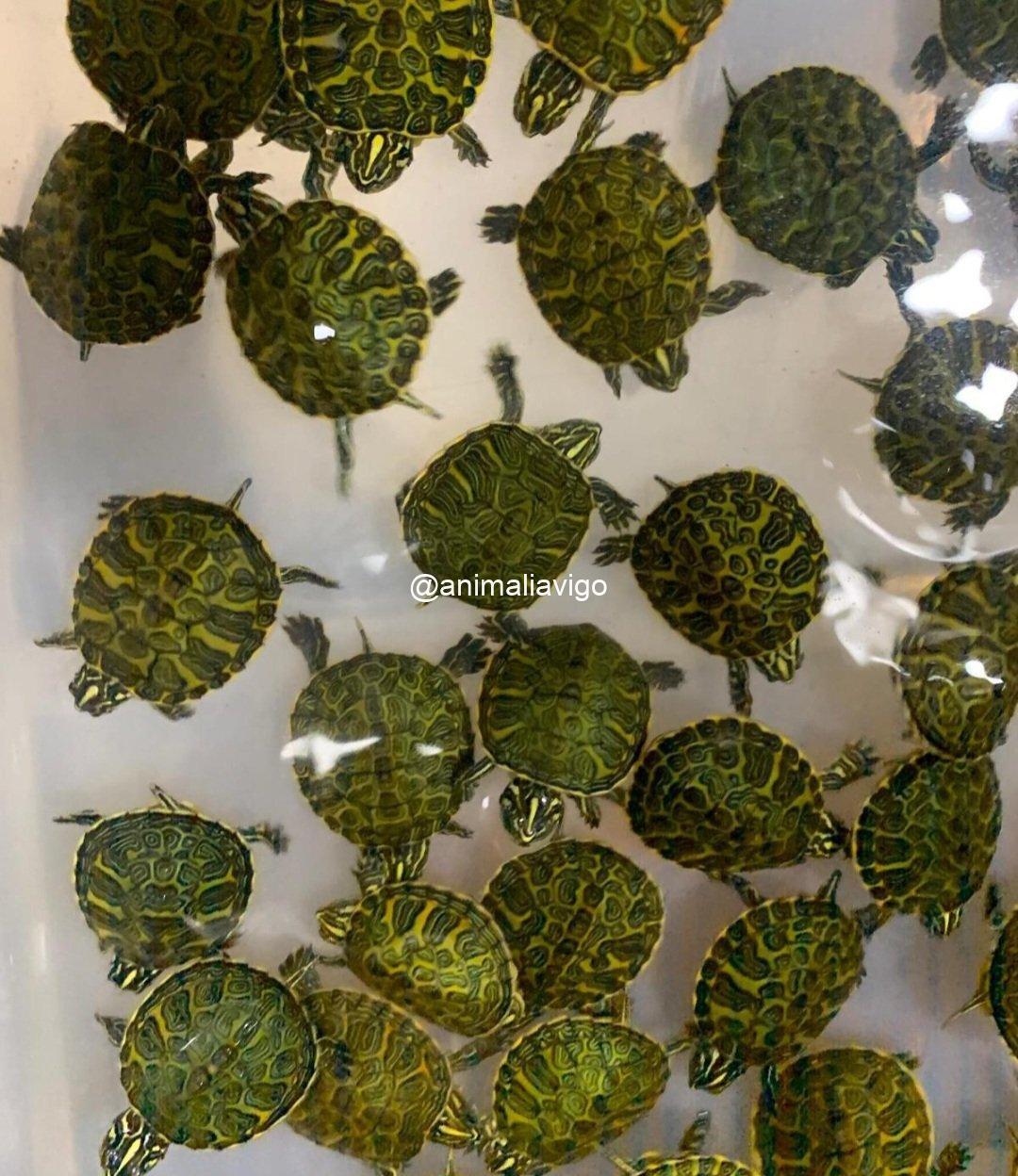 TORTUGA DE AGUA SURTIDA BABY - Imagen 3