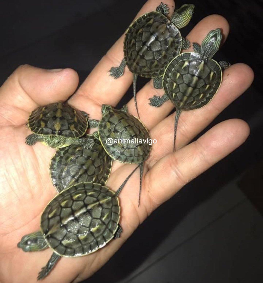 TORTUGA DE AGUA SURTIDA - Imagen 3