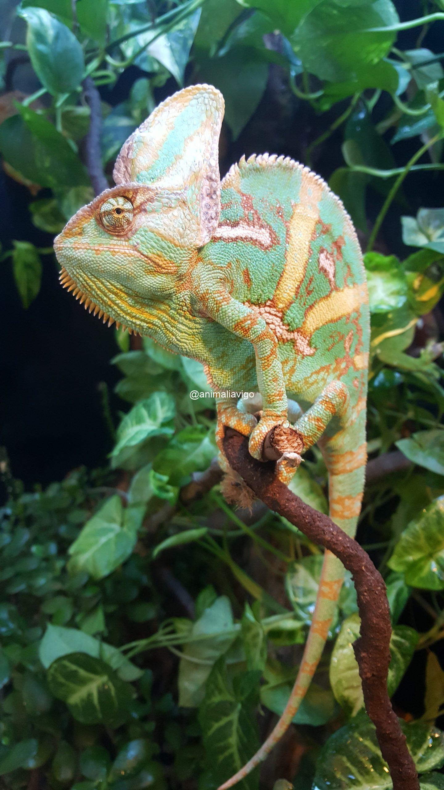 CAMALEON CALYPTRATUS ADULTO - Imagen 2