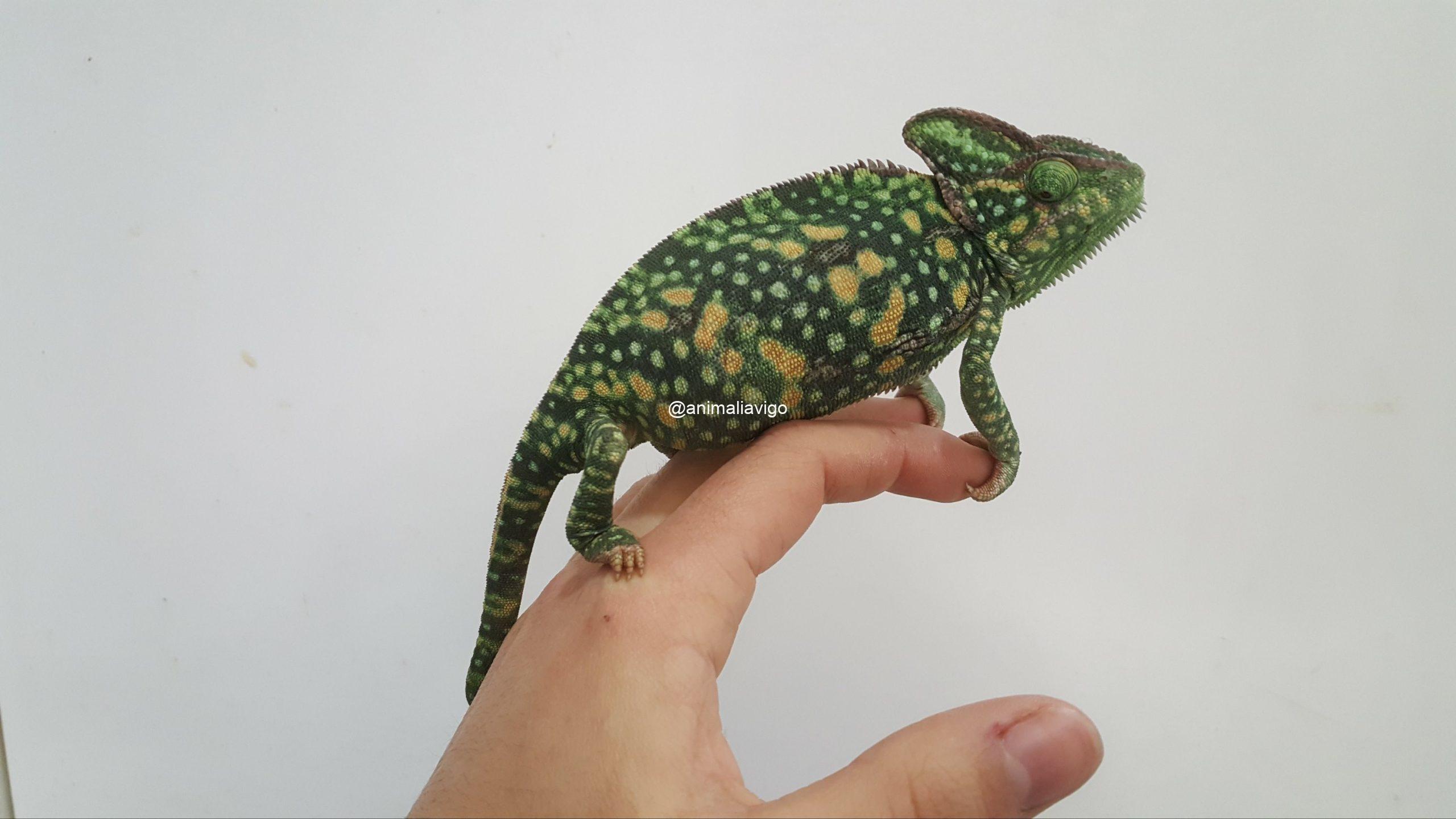 CAMALEON CALYPTRATUS ADULTO - Imagen 3