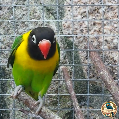 PAJAROS ALIMENTACION