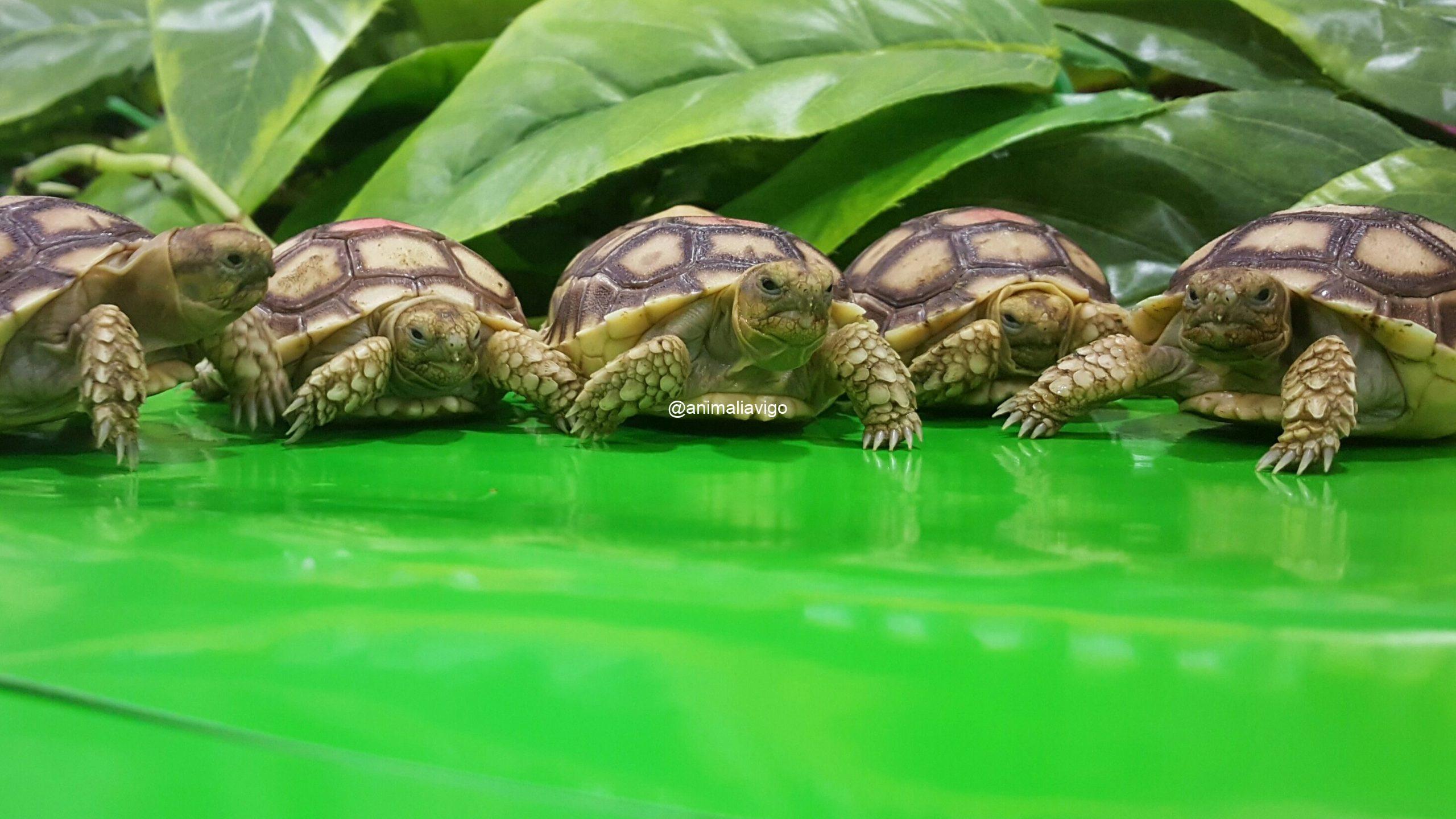 TORTUGA SULCATA 4 A 6 CM - Imagen 3
