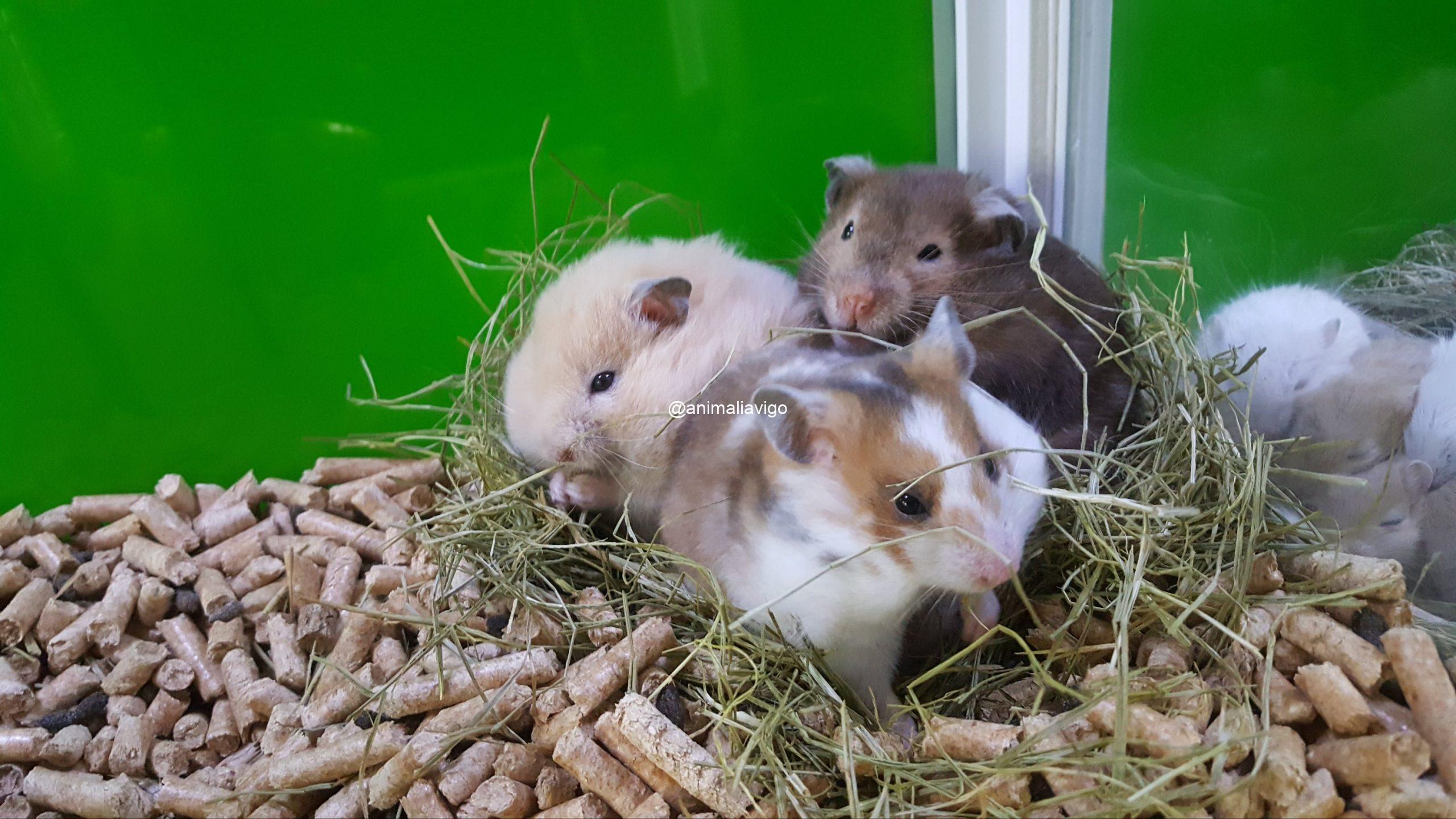 HAMSTER SIRIO SURTIDO - Imagen 6