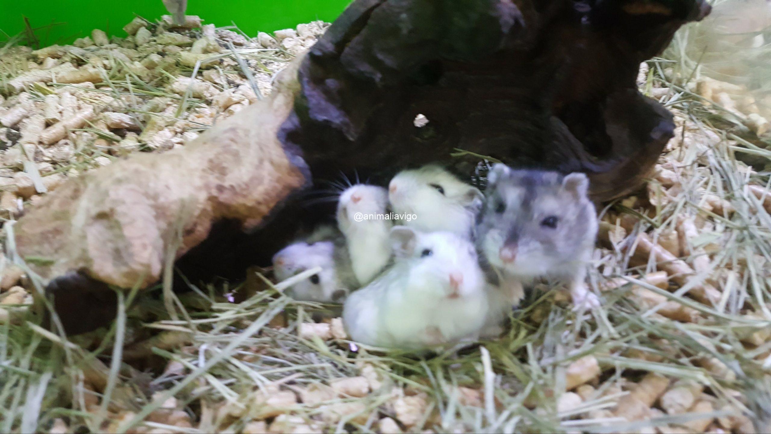 HAMSTER RUSO SURTIDO - Imagen 3