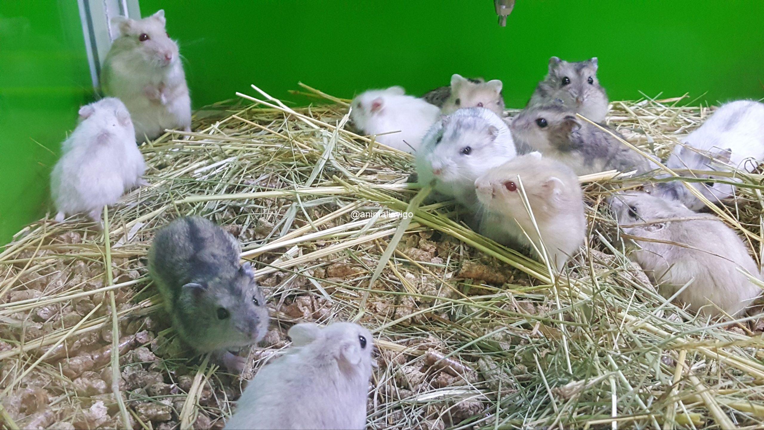 HAMSTER RUSO SURTIDO - Imagen 6