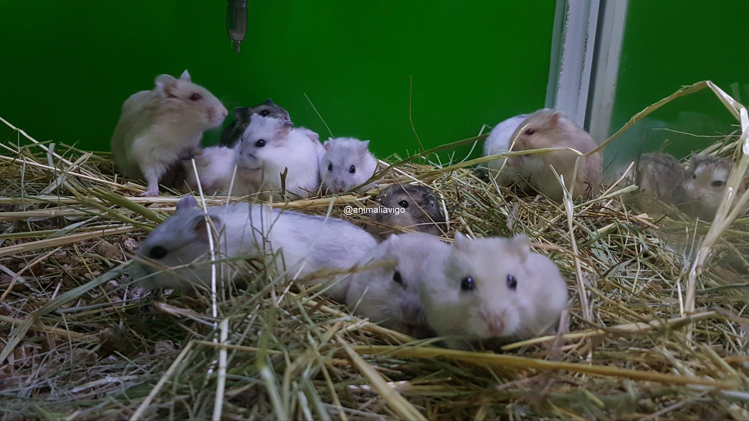 HAMSTER RUSO SURTIDO - Imagen 8