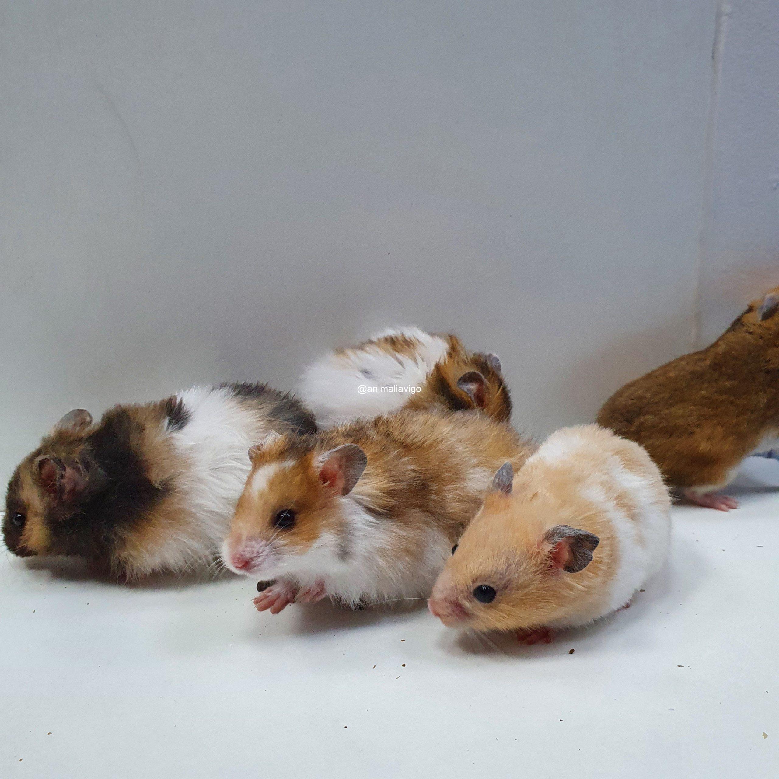 HAMSTER SIRIO SURTIDO - Imagen 4