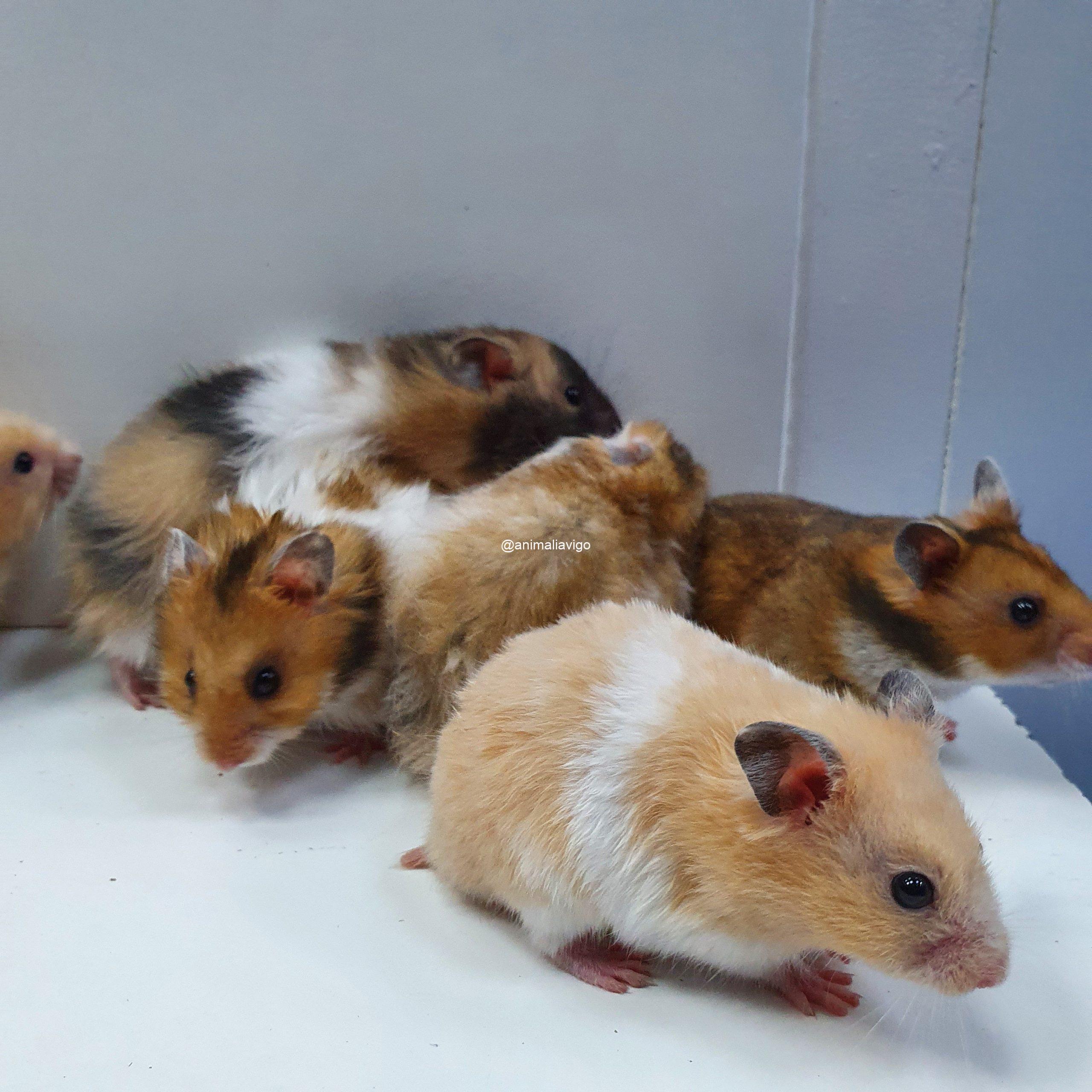 HAMSTER SIRIO SURTIDO - Imagen 2