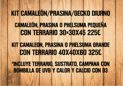 KIT CAMALEON/PRASINA/GECKO DIURNO