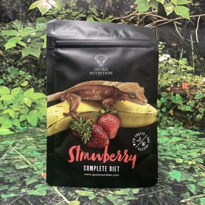 GIGAN PAPILLA GECKOS HIGH INSECTS